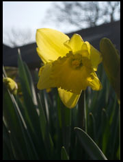 Daffodils