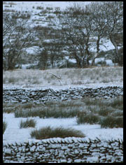 snow scene